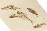 Multiple Fossil Fish Plate (Diplomystus & Knightia) - Wyoming #244191-5